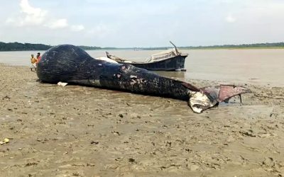 আন্দারমানিক নদীর তীরে ভেসে এলো ৩০ ফুট লম্বা মৃত তিমি