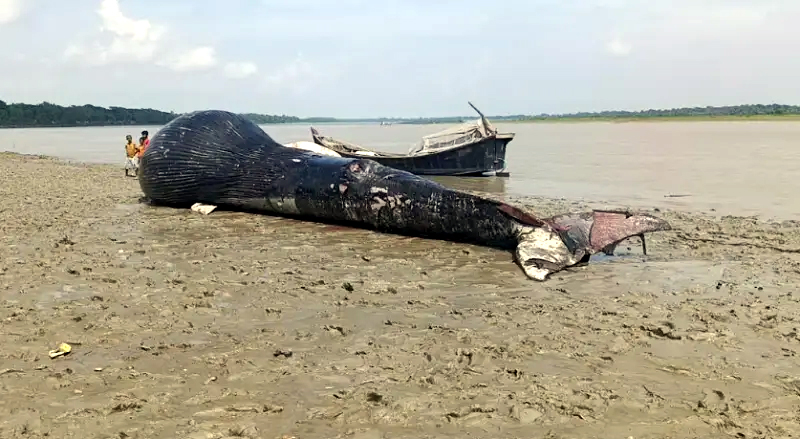 আন্দারমানিক নদীর তীরে ভেসে এলো ৩০ ফুট লম্বা মৃত তিমি