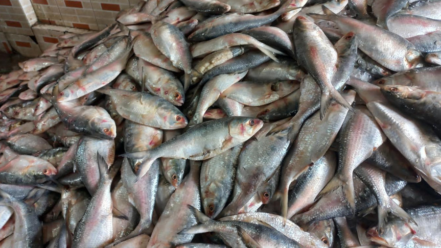 ব্যবসায়ীদের চাপে গুজরাটের ইলিশ আমদানি, মন্ত্রণালয় জানত না