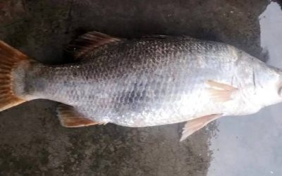 ৮ কেজির দাতিনা মাছ ৪০ হাজার টাকায় বিক্রি