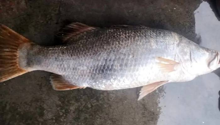 ৮ কেজির দাতিনা মাছ ৪০ হাজার টাকায় বিক্রি