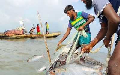 ৮ অক্টোবর থেকে ২২ দিন ইলিশ আহরণ নিষিদ্ধ