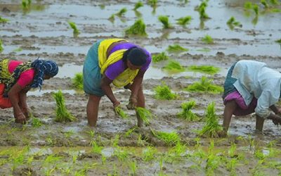 দেশের কৃষি খাতে ১৪ হাজার কোটি টাকার প্রকল্পের প্রস্তুতি