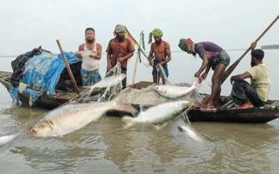 মা ইলিশ রক্ষায় ২২ দিন মাছ ধরায় নিষেধাজ্ঞা