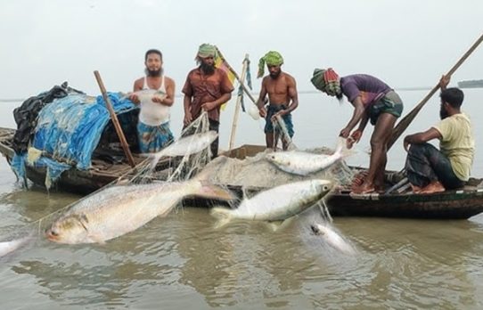মা ইলিশ রক্ষায় ২২ দিন মাছ ধরায় নিষেধাজ্ঞা