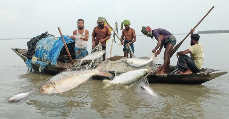 মা ইলিশ রক্ষায় ২২ দিন মাছ ধরায় নিষেধাজ্ঞা