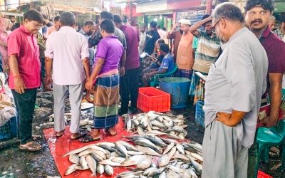 ইলিশ ধরা ঠেকাতে স্থানীয় নেতাদের নিয়ে চিন্তায় মৎস্য অধিদপ্তর