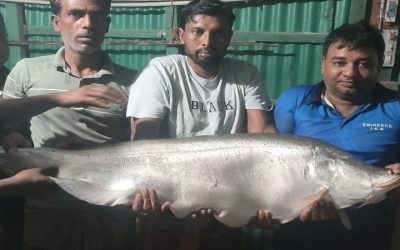 বড়শিতে ধরা পড়ল সাড়ে ১৩ কেজির চিতল মাছ