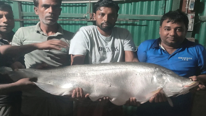 বড়শিতে ধরা পড়ল সাড়ে ১৩ কেজির চিতল মাছ